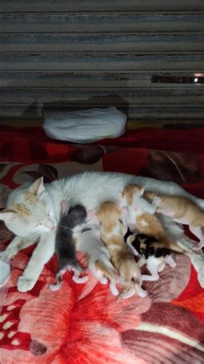 😭 Homeless Mama Cat & Kittens Saved from Street Life 🐱❤️ #shorts