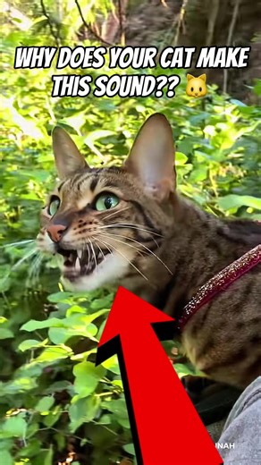 Understanding Why Cats Chatter