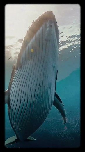 The Largest Animal Ever to Exist — The Blue Whale.