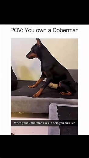 Funny and cute dogs compilation 🤣… #funnydog #funnypet #cutedog #dogsoftiktok #doglover #dog