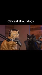 1.1K views | Catcast Highlights 2025 #cat #pets #dog | Pawcast by AB | Facebook
