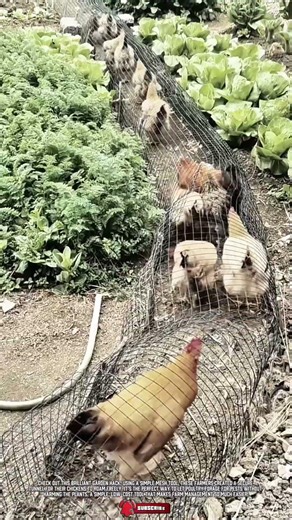 Smart Tool for protecting garden plants while letting chickens roam
