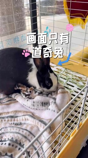 画面只有道奇兔-道奇兔和侏儒兔区别