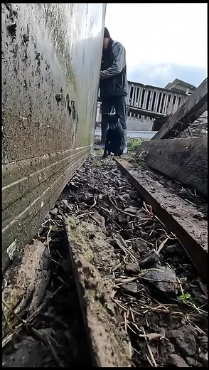 Patience is key 🔑 #patterdaleterri... #yorkshireratpack #rattingterriers | Buster Patterdale