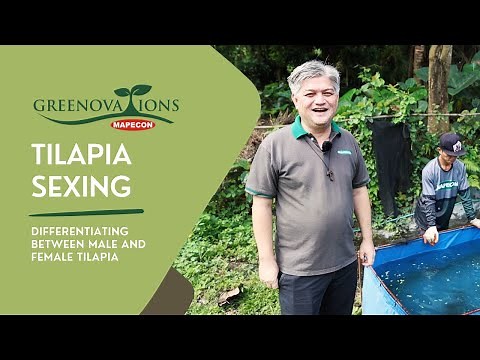 ORGANIC TILAPIA FARMING: Tilapia Sexing | How to Differentiate between Males and Females