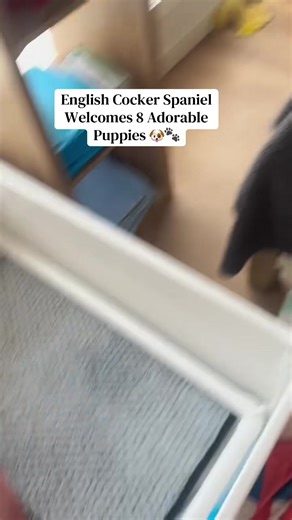 Our English Cocker Spaniel just gave birth to 8 healthy puppies 🐶🤍 Mom and babies are doing amazing! 👇 Which puppy would you take home? Comment below Follow for daily puppy updates #FYPUSA #EnglishCockerSpaniel #CockerSpanielPuppies #PuppyTok #cutepuppies