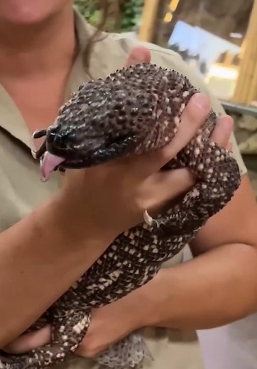 Mexican Beaded Lizard Shedding Skin 😮