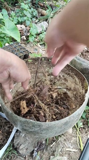 How to create fertile potting mix