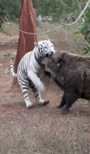 అరుదైన తెల్ల పులి vs అడవి పంది Rare white tiger vs Wild pig #pleasesubscribe #trending #viral#short