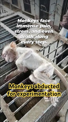 What Happens to Monkeys Used in Experiments