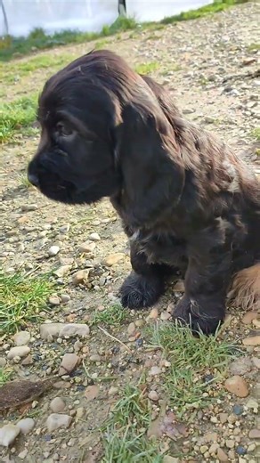 les derniers petits cockers nés en 2025 #puppy #chiots #cockerspaniel #cute #pets #chien #puppylove