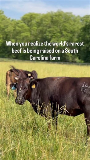 Here’s something most people don’t know about Wagyu. Nearly 98% of ‘Wagyu’ in the U.S. is actually a cross — typically Angus × Wagyu. What we raise is different. Our cattle are 100% Full-Blood Japanese Wagyu genetics, pasture-raised, and cared for with intentional, hands-on husbandry. That difference shows up in the marbling, texture, and flavor. We ship nationwide — order directly from our farm. Find the link in our bio. #wagyu #landrumsc #yeahthatgreenville #gvlfoodie #farmtotable | Caroland F