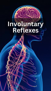 7K views · 62 reactions | What is a Somatic Reflexes? A somatic...