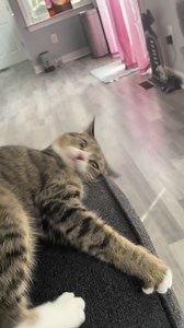 Sookie getting frisky #cat #cats #catoftheday | MandiCanes227