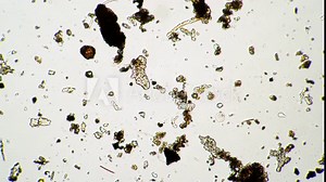 Micro animal water bear moves quickly in dirty water from moss under a microscope. Theme of laboratory biological research under microscope. Microscopic animal in a drop of water under magnification.