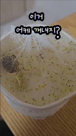 사마귀 알 터짐 #넓적배사마귀