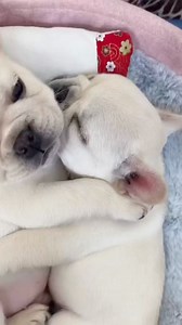 This snoring sound sounds familiar😂 #frenchie #bulldog #dog #pet #thucung #puppy #baby #cute #dethuong #dcgr #giaitri #funny #xuhuongtiktok #xuhuong #xh #foryou #foryoupage #LearnOnTikTok #fyp | Frenchie World