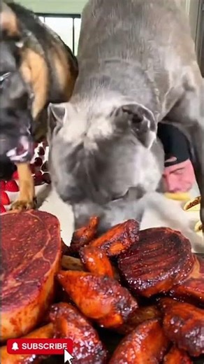 Cane Corso vs. German Shepherd vs. Malinois vs. Mike! New Meat Challenge 🥩