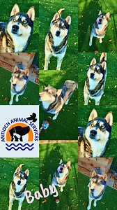 2.1K views · 56 reactions | #Adopt Beautiful, big on love, bright, blue eyed and bushy tailed. Baby is waiting to be your baby. 殺 ✨️ We are open today at 10am! ✨️ Check out adoptable pets; https://24Petconnect.com/AntiochAdoptablePets #LoveIsAtTheCornerOf2ndAndL | Antioch Animal Services | Facebook