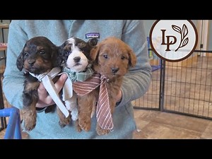 Meet Rosie's F1 Mini Cavapoo Puppies! - The "Chocolate" Litter