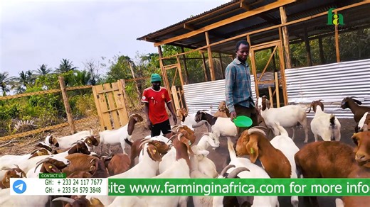 8K views · 207 reactions | HOW AFRICAN FARMERS CAN DOMINATE THE AGRICULTURE FOOD CHAIN IN THE WORLD!!! #SustainableFarming #GhanaAgriculture #YouthInAgriculture #AgricultureForEconomicTransformation #FeedGhana #InnovationInAgriculture #AgriBusiness #Farminginafrica #SemanhyiaFarms | Farming In Africa | Facebook