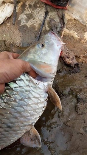 Begini nih cara mancing ikan monster dengan umpan sederhana, hanya bermodal kayu dan kail bisa strike ikan sebesar ini. #tutorial #mancing #fishing #angler | Zarot Sbastian