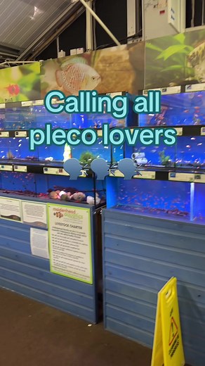 Explore Plecos: A Comprehensive Guide for Fish Keepers