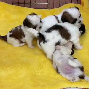 we have fun together | My dog