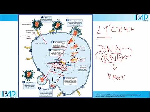 Como o HIV age no organismo humano? | Mecanismo de ação do vírus | AIDS | Prof. Dr. Victor Proença