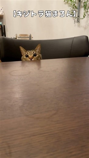 [Where? Where?] Hide-and-seek [Maron, a 2-year-old tabby cat]