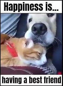 Happiness ♥ | Animal Lovers Club