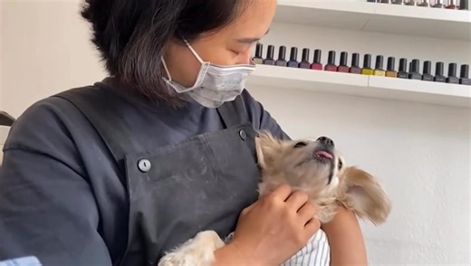 Awww, Mattie’s foster mom has been taking her to work and she is getting so much attention there. Everyone wants to hold her like a little baby ❤️ Cute-as-a-button . . . this teeny tiny cocker mix girlie is only ten pounds and is TOO adorable! Meet Mattie, one of the most adorable wigglebutts ever. We don’t know what she is mixed with but she is tiny and silly and has a happy personality. Her adoption bio is here: CampCocker.com/dog/mattie-2025 Anyone wishing to learn more about our adoption pro