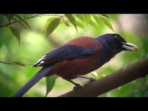 ルリカケス（1）鳴き声（奄美大島） - Amami jay / Lidth's jay - Wild Bird - 野鳥 動画図鑑