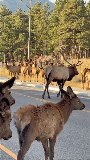 Wildlife Crossing: Elk Herd Migrates Through Estes Park, Colorado