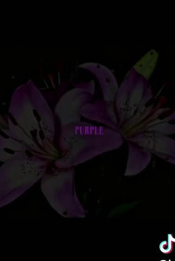 Purple Rain - Prince (lyrics)