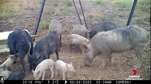 10K views · 64 reactions | The state government is going full bore to tackle Queensland's growing feral pig problem, announcing more money and methods aimed at managing the invasive species. $2 million has been added to the already announced 50 million, to work with farmers on how to eradicate the pest. 7NEWS at 6pm. Download the 7NEWS app: 7news.link/7newsapp #7NEWS | 7NEWS Cairns | Facebook
