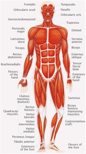 Muscular System Easily Explained | #Types,# Functions & #Diagram#