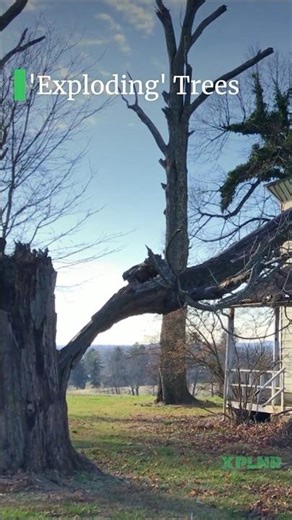 Do Trees Really Explode During Cold Snaps? #winterstrom #weather