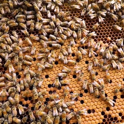 22K views · 582 reactions | These BEES Are BUSY #HoneyBees #Beehive #Beekeeper #Beekeeping | The Honeystead | Facebook