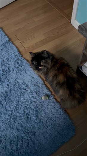 Tortie Manx cat’s rare meow #cat #cattalking #catlady