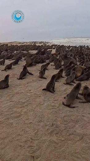 Entangled Seal: A Call for Ocean Conservation