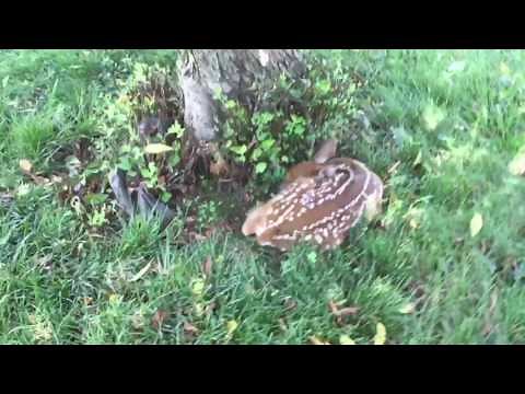 Crazy baby deer screams!! 😲😲😵😵😱😱😢😭😭