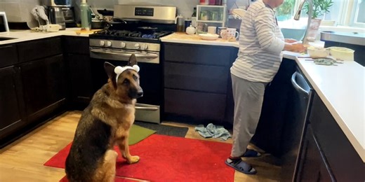 Senior German Shepherd Loves to Bring Grandma Her Slippers