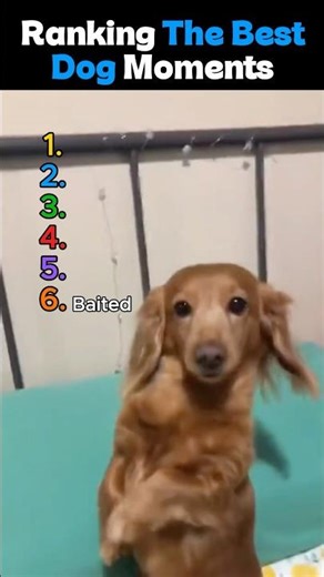 Ranking The BEST Dog Moments (Wait for #1 🐶) #shorts