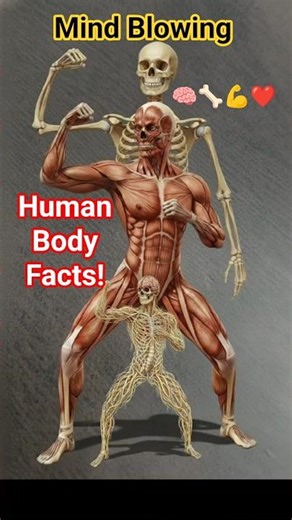 Amazing Facts About Human Body Systems 🤯 | Skeleton, Nerves, Muscles & Blood #viralvideo