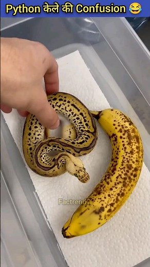 Python Ball Snake Confusion with Banana 🍌