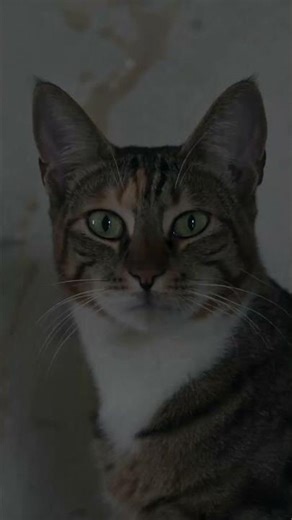 Cat shits against the wall