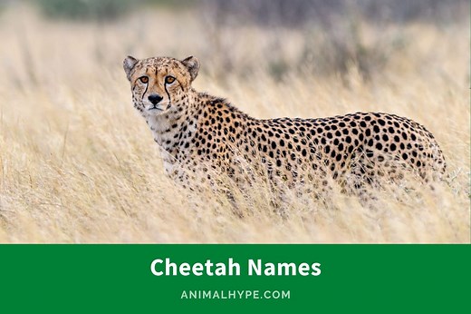520 Majestic Cheetah Names for the Speedy Feline - Animal Hype