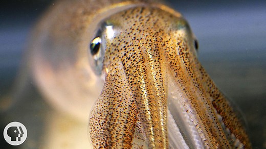 You're Not Hallucinating. That's Just Squid Skin. | KQED