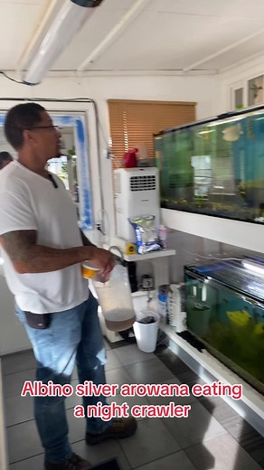 QUICK AND EASY ANINO SILVER AROWANA FEEDING. #thefishcorner #fy #225gallonaquarium #arowana #arowanafish #albinosilverarowana #handfeeding #nightcrawlers #wormfeeding #monsterfish #predatorfish